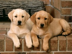 Double-Trouble-Labrador