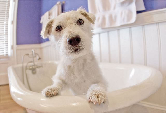 Is grooming your dog at home healthy