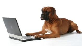 dog-at-computer