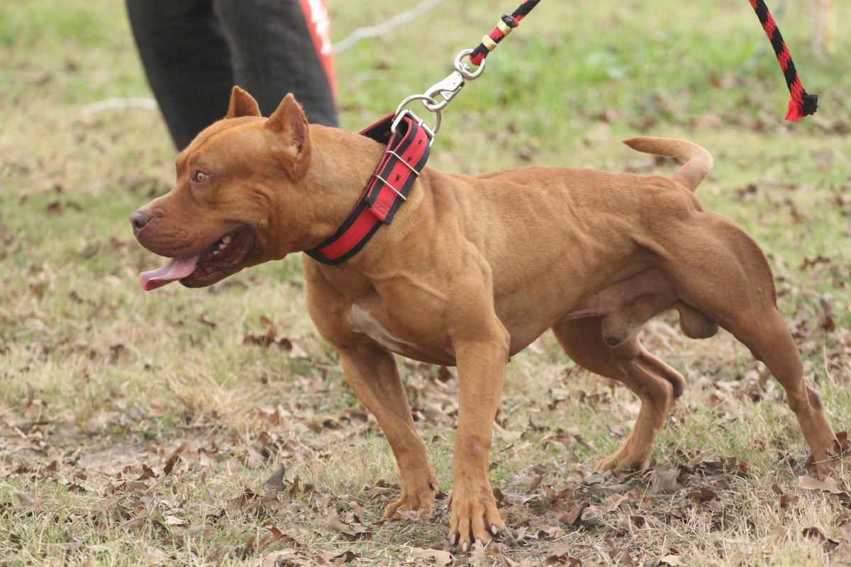 red-nose-pitbull