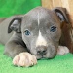 pitbull-puppy-green-carpet