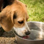 dog-drinking-water