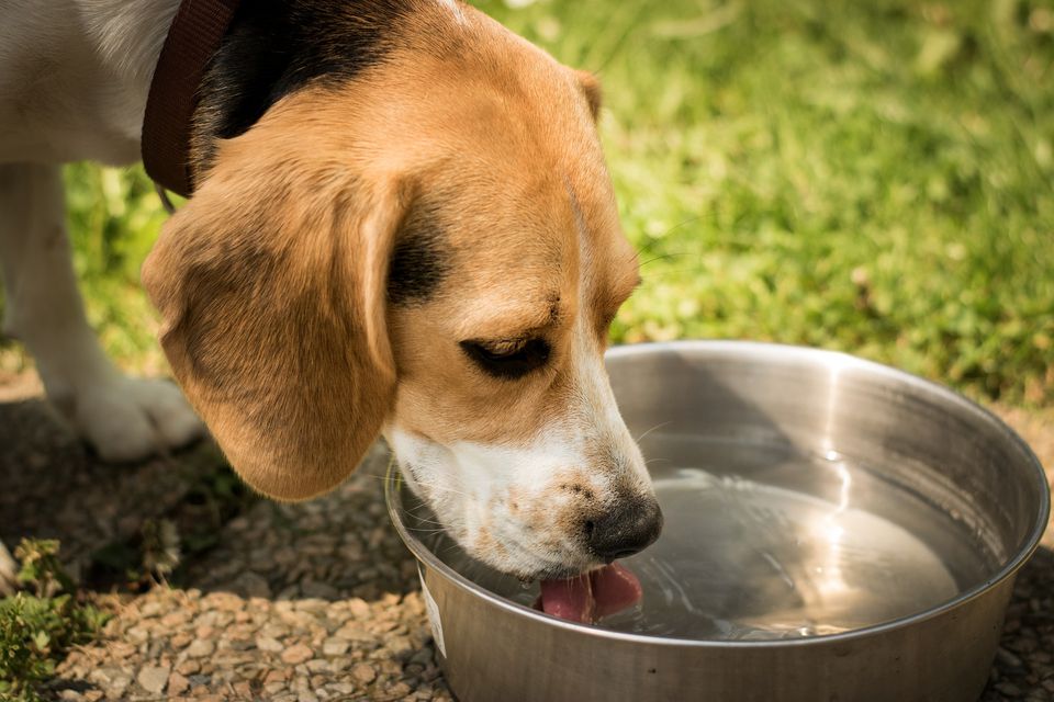 dog-drinking-water