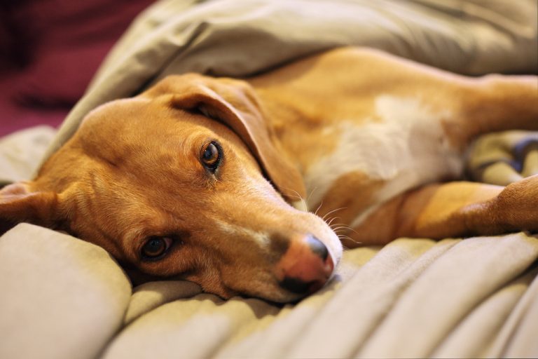 dog-bed-stain